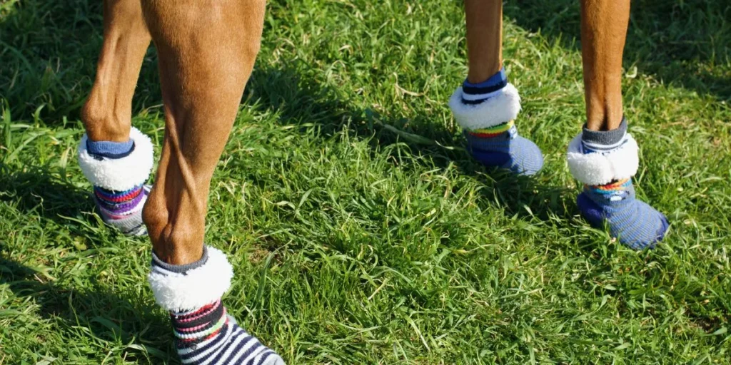 Anti-Slip Dog Socks: Keeping Paws Protected Indoors Anti-Slip Dog Socks: Keeping Paws Protected Indoors