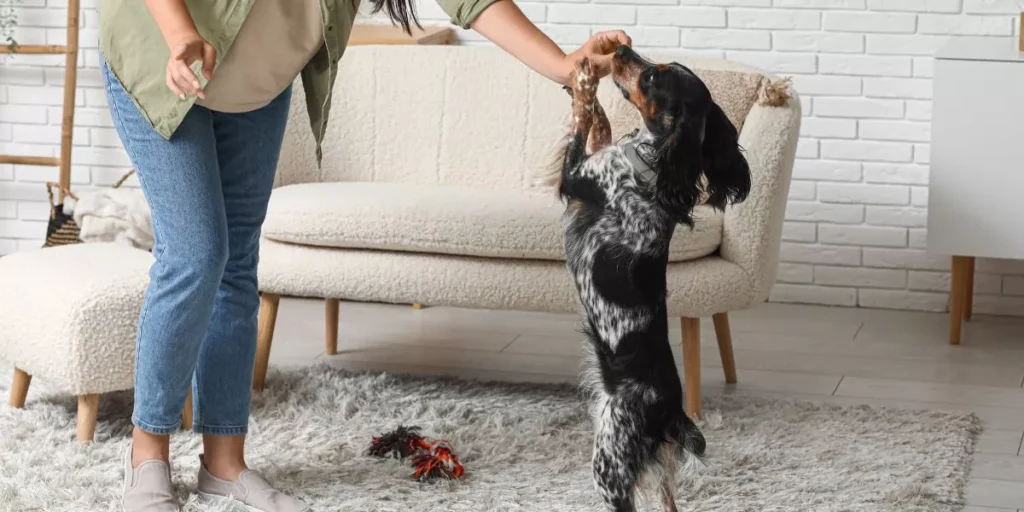 How Can Smart Pet Gadgets Help You Train Your Pet More Effectively? How Can Smart Pet Gadgets Help You Train Your Pet More Effectively?